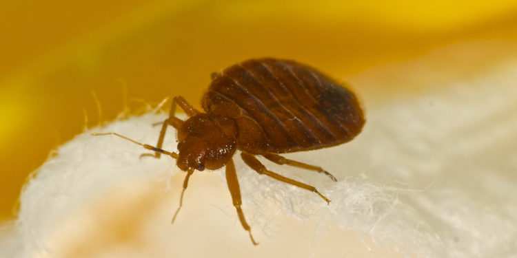 Bed bugs: humans' most formidable predator - PDF Wonder