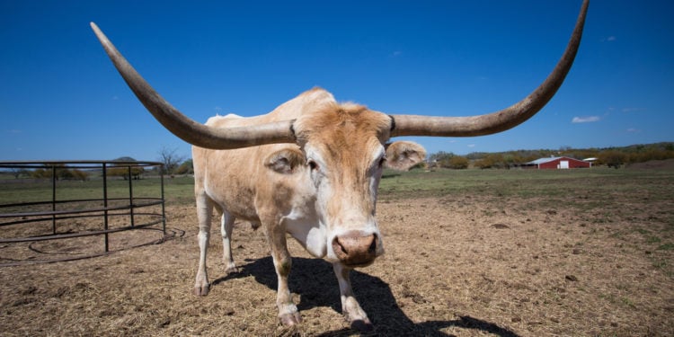 Alabama longhorn has world’s longest horns – PDF Wonder